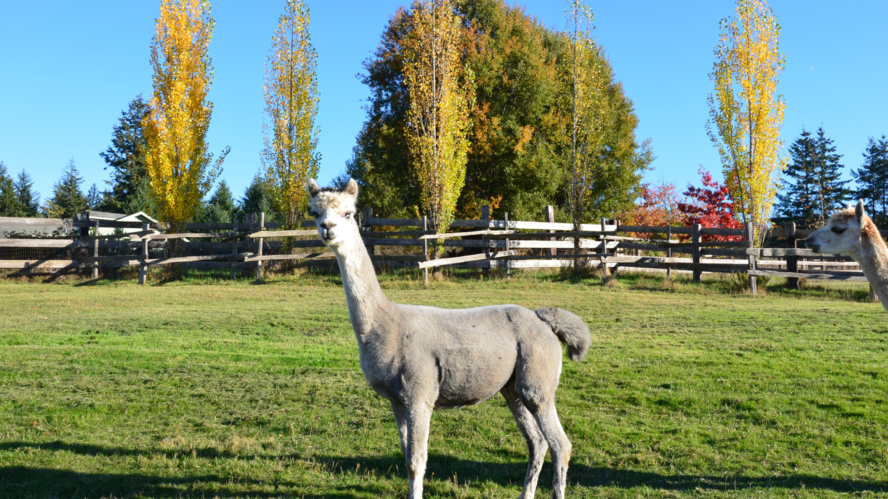 alpaca in sun